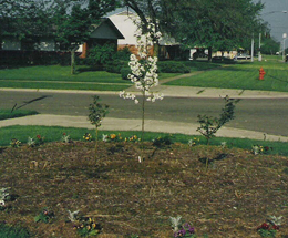 planting flowers and trees